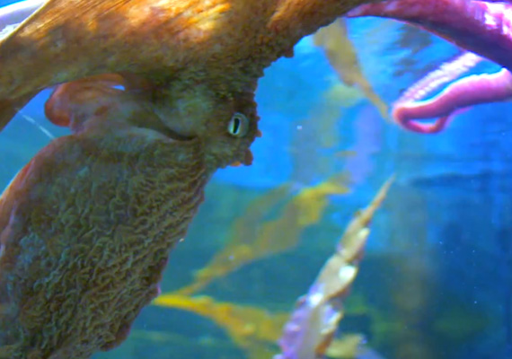 Bristol Aquarium TV Commercial.